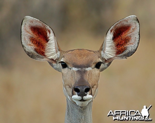 Kudu Female South Africa