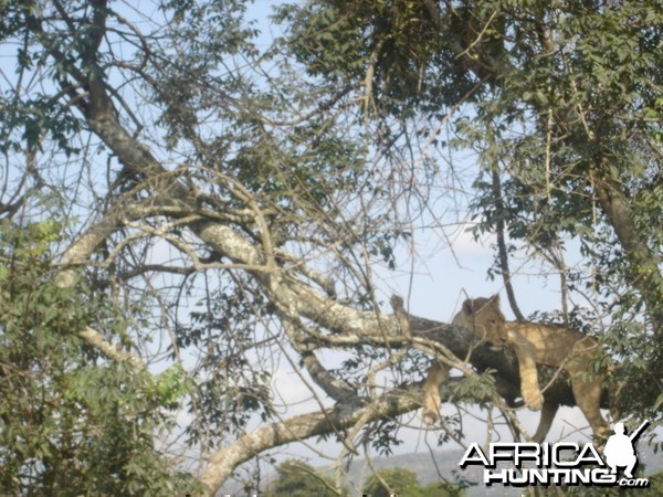 Found this cat resting on my last trip to Kenya