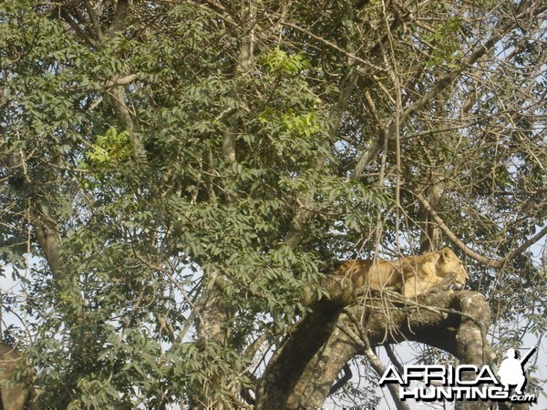 Found this cat resting on my last trip to Kenya