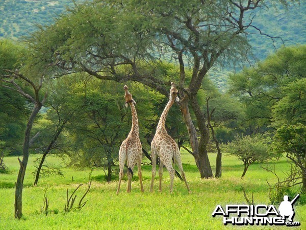 Giraffes fighting