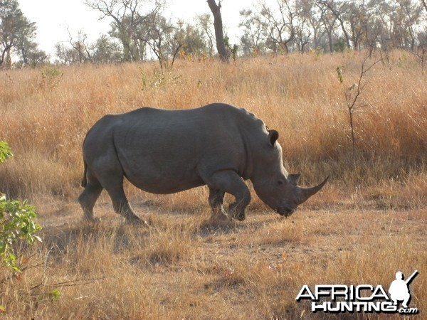 White Rhino South Africa