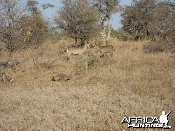 Waterbuck South Africa