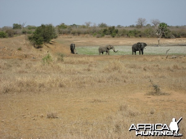 Elephant South Africa