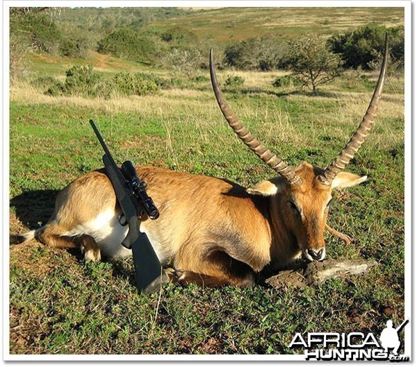 Lechwe South Africa