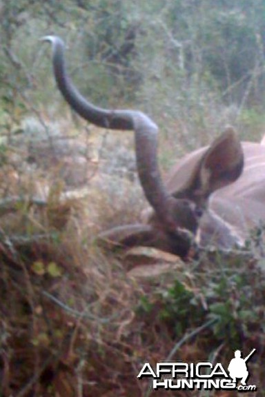 First view of my downed kudu
