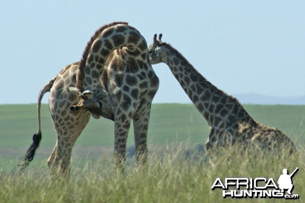 Two Giraffes