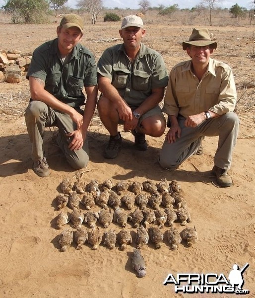 Kenya Sandgrouse Shooting