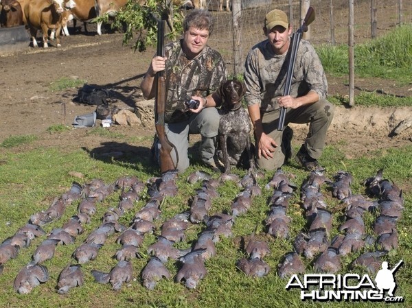 Rock Pigeon Shooting near Cape Town South Africa