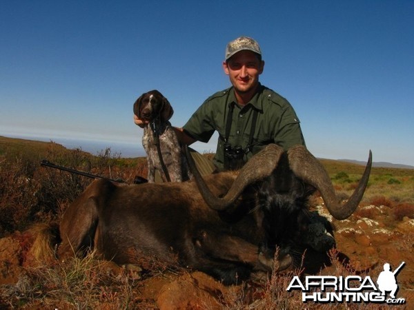 Black wildebeest Karoo South Africa