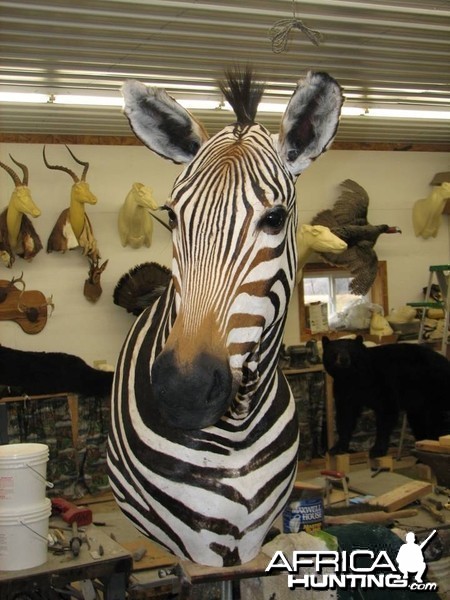 Mountain Zebra Namibia