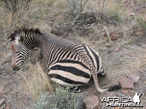 Mountian Zebra Namibia