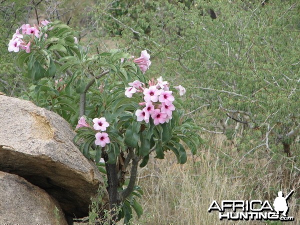 Bushman rose Namibia
