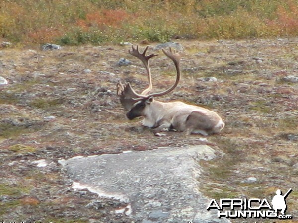 Caribou Northern Quebec Lac Minto area