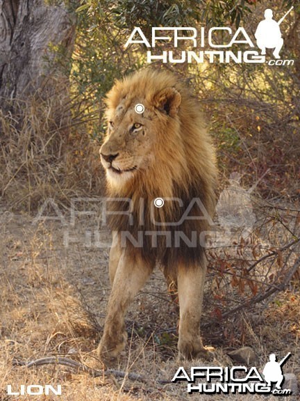 Hunting Lion Front View Shot Placement