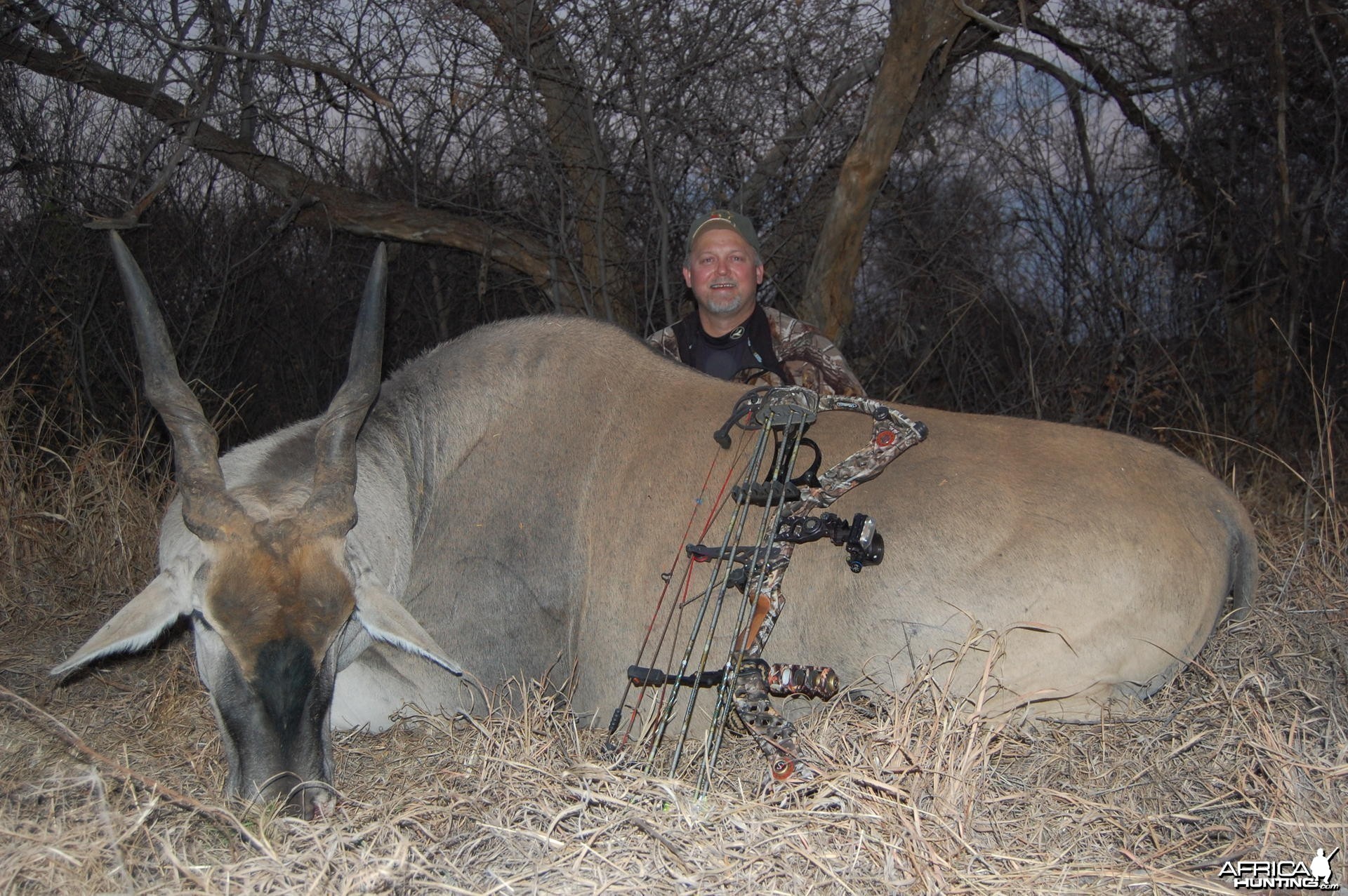 Eland bowhunt in South Africa