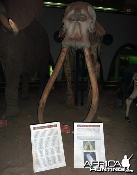 Ahmed the Elephant, Nairobi National Museum, Kenya