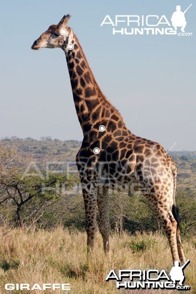 Hunting Giraffe Shot Placement