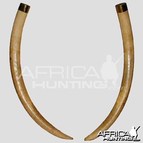 Kambaku Tusks