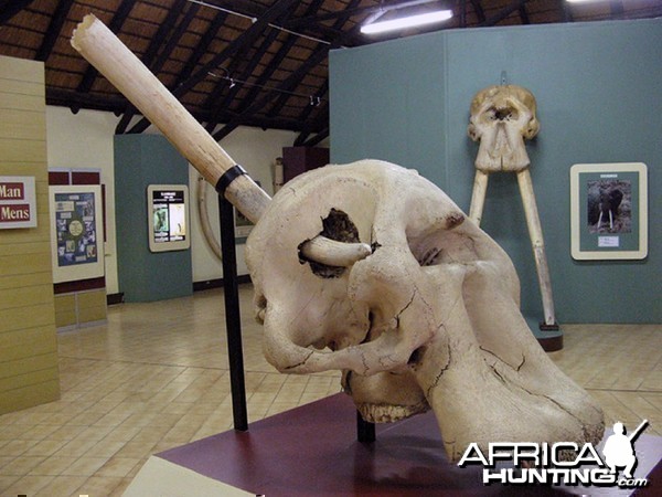 Letaba Elephant Hall at Kruger National Park, South Africa