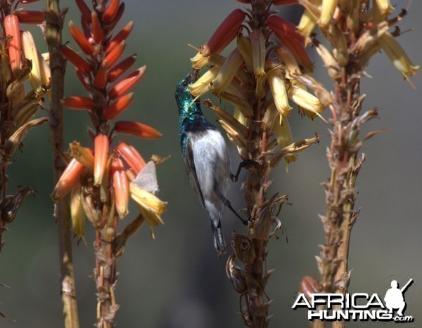 Birds of Africa at Kruger National Park