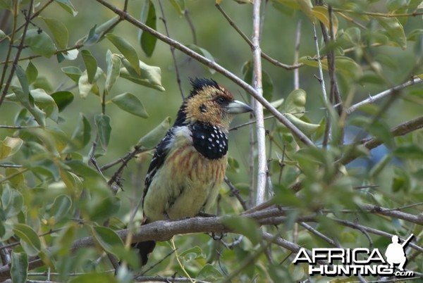 Birds of Africa at Kruger National Park