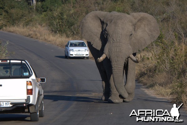 Drive left... Kruger National Park