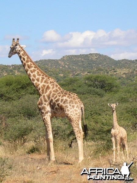 Giraffes in Namibia