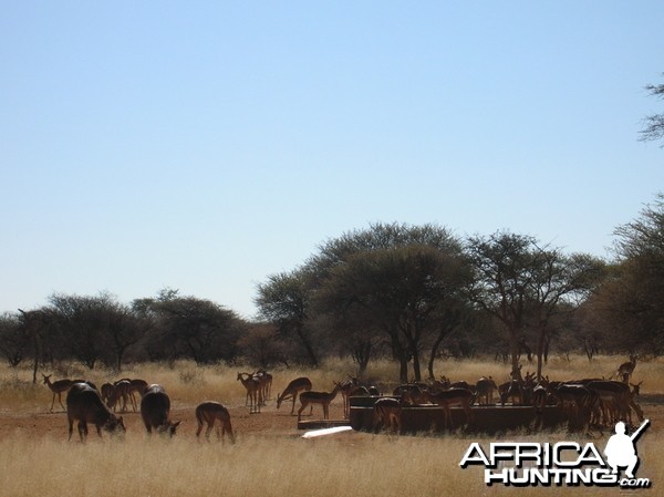 Impalas in Namibia