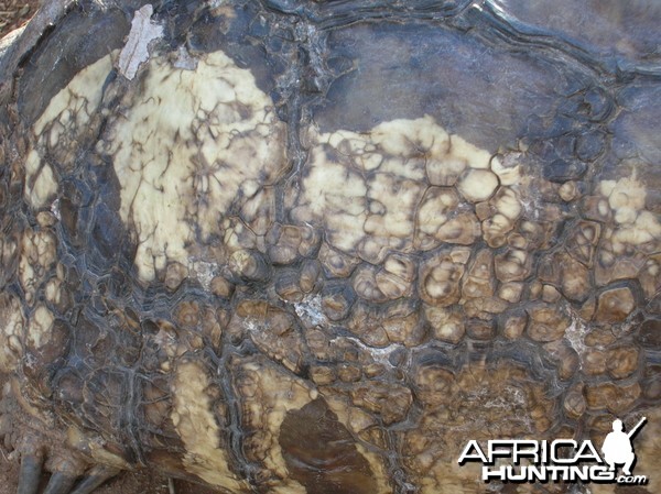 Leopard Tortoise in Namibia