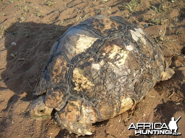 Leopard Tortoise in Namibia