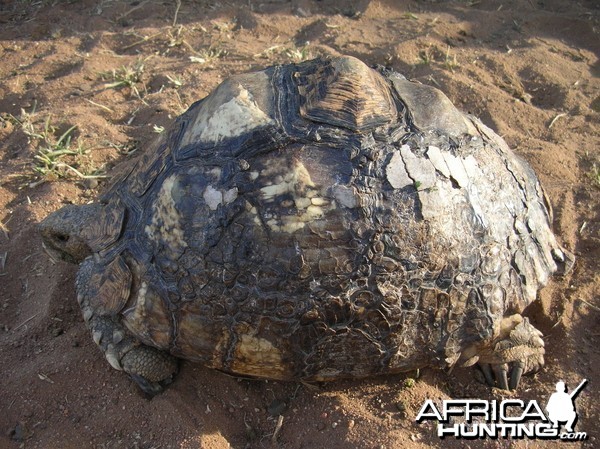 Leopard Tortoise in Namibia