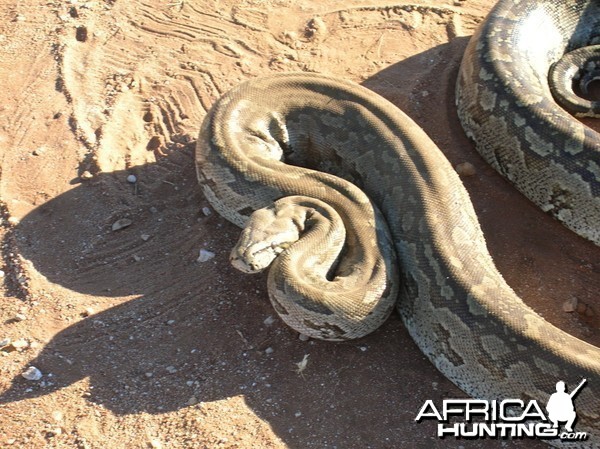 Python in Namibia