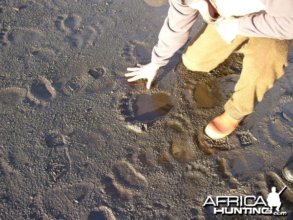 Kodiak Tracks