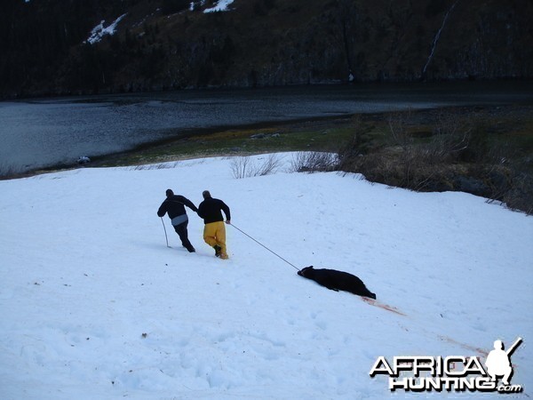 Black Bear Homer Ak