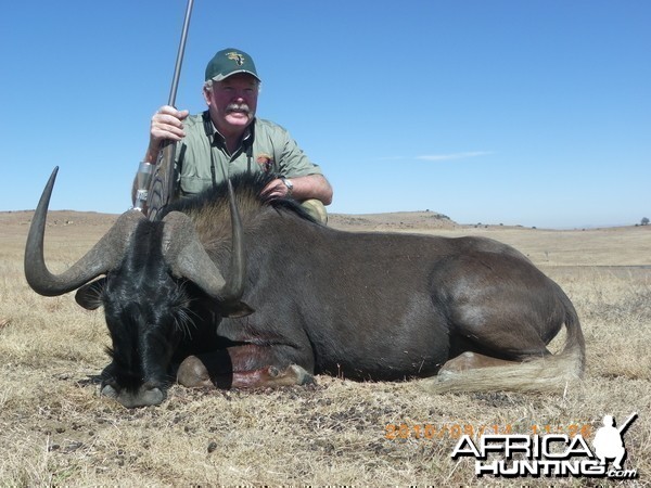 Hunting Black Wildebeest