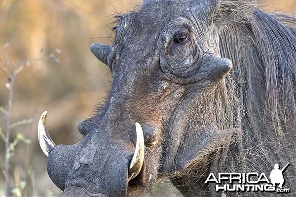 Warthog at Kruger National Park