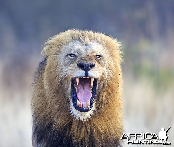 Lion at Kruger National Park