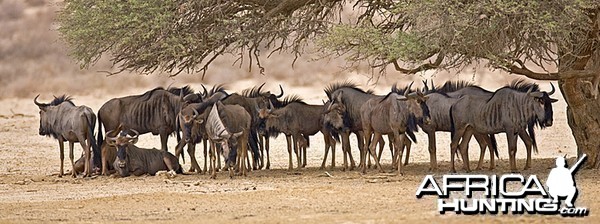 Blue Wildebeest at Kruger National Park