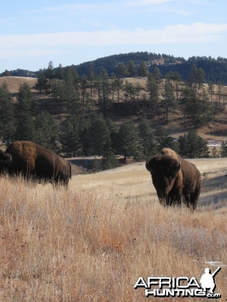 Bisons