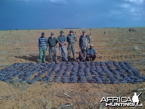 Wingshooting in South Africa