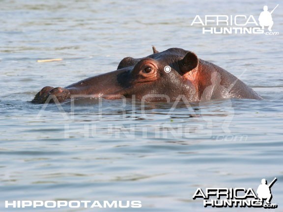 Hunting Hippopotamus Shot Placement