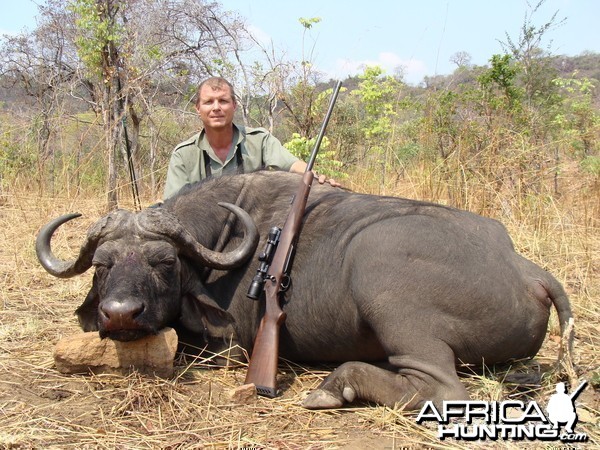 Cape Buffalo