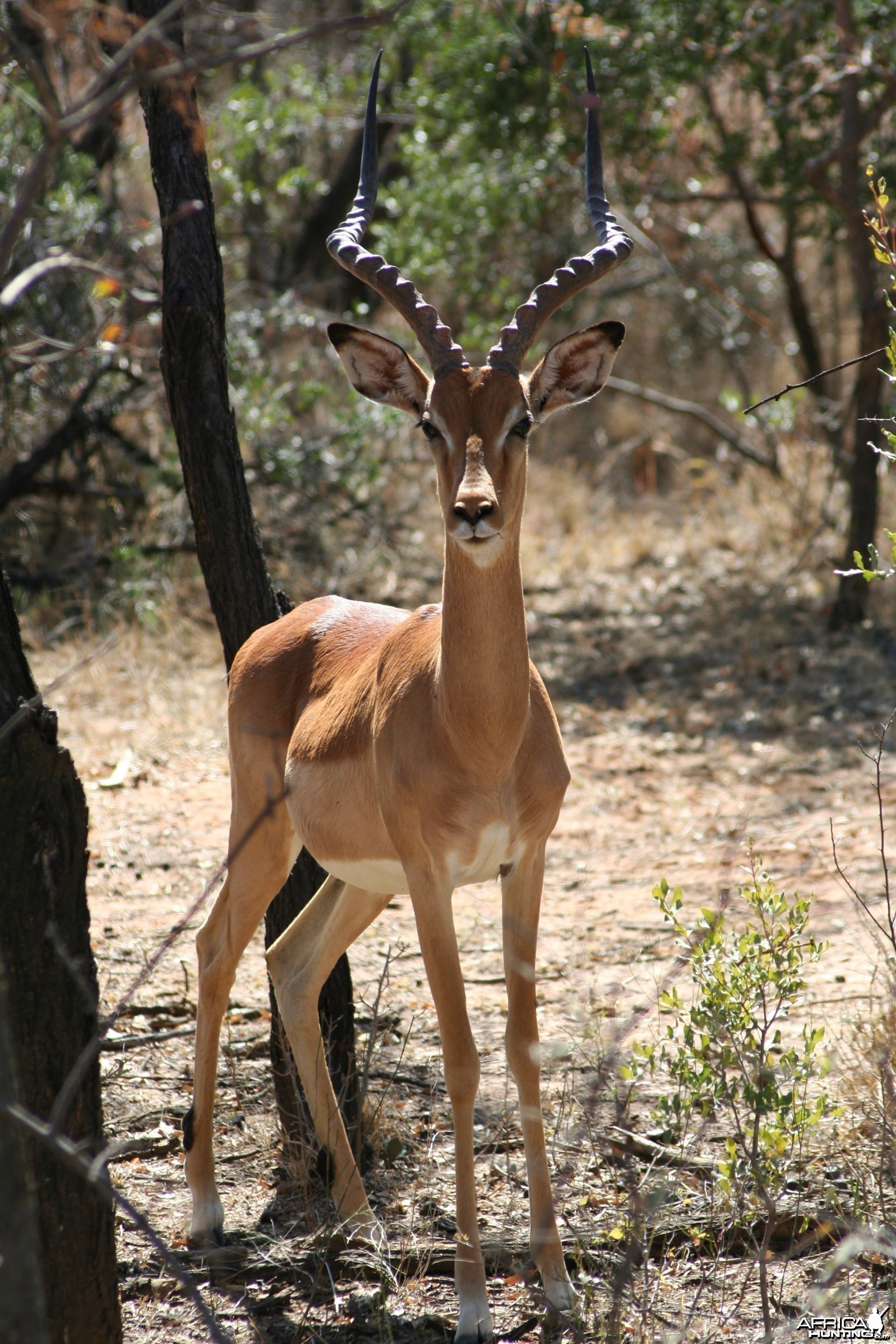 Impala ram