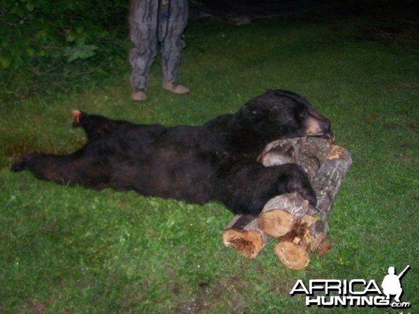 My First Black Bear