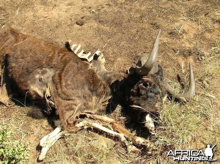 Black Wildebeest Carcass