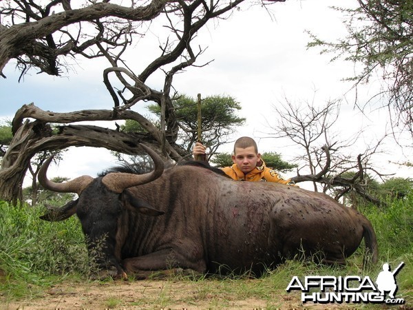 Hunting Wildebeest in Namibia