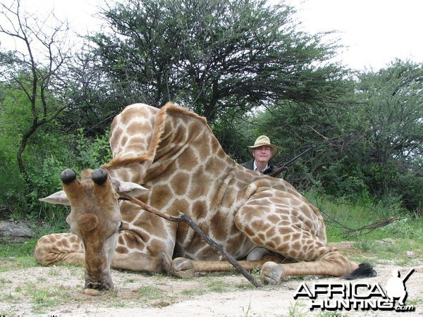 Hunting Giraffe in Namibia