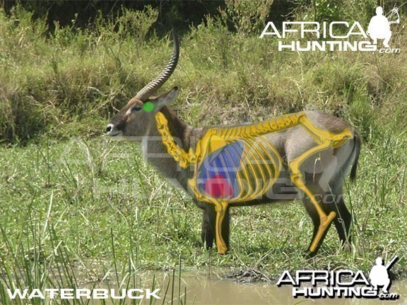 Bowhunting Waterbuck Shot Placement