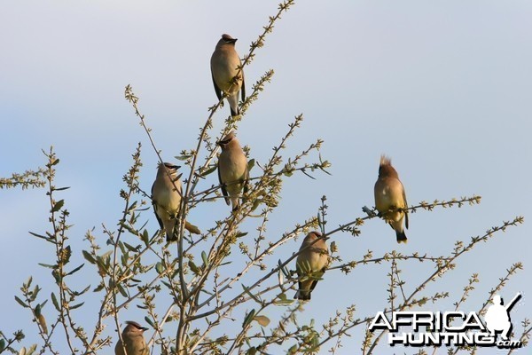 Cedar Waxwings