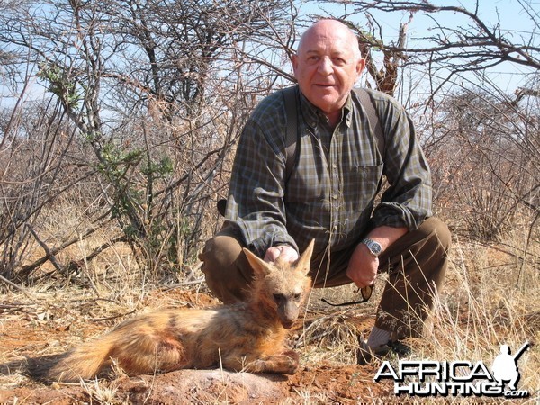 Hunting Aardwolf in Namibia